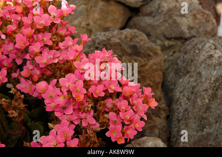 The pink flowers of Saxifraga Stock Photo