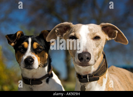 Jack Russel and Whippet Dogs With Ears Pricked Stock Photo