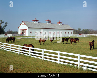 horse farm in Lexington Kentucky USA Stock Photo