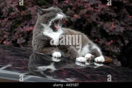 A BRITISH DOMESTIC CAT YAWNING WHILST SITTING ON A CAR BONNET.UK,BRITISH. Stock Photo