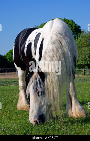 Irish Tinker Pony Stock Photo