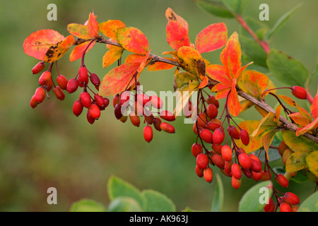 Barberry Stock Photo