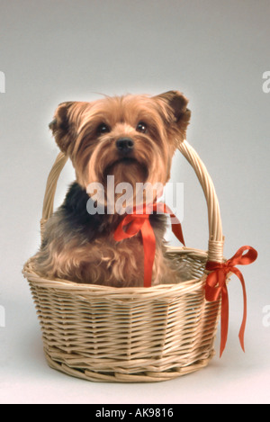 Yorkshire Terrier in basket with red ribbon Stock Photo