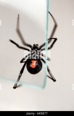 Black Widow Spider with red hourglass on stomach  climbing glass Stock Photo