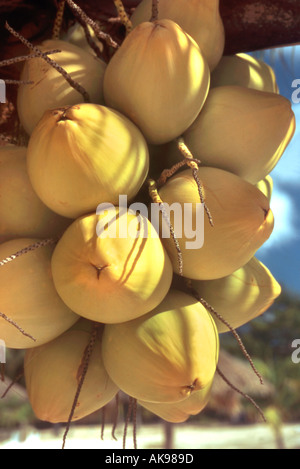 Close up of coconuts on tree Stock Photo