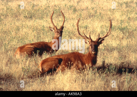 Profile of two young bull elk with a full rack of antlers sitting in a field Stock Photo