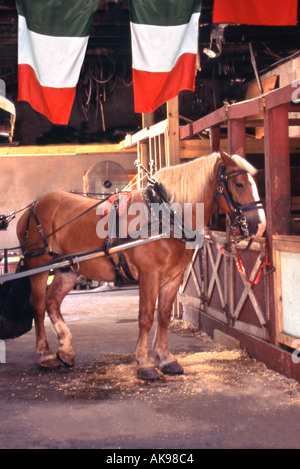 Irish work horse standing in stable with flags Stock Photo