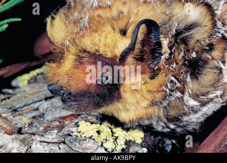 Hoary Bat Lasiurus cinereus Burro Mountains New Mexico United States May Adult male Vespertilionidae Stock Photo