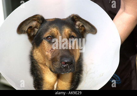 An injured dog is pictured here with a cone to stop it from scratching at the stitches after it was hit by a car UK Stock Photo