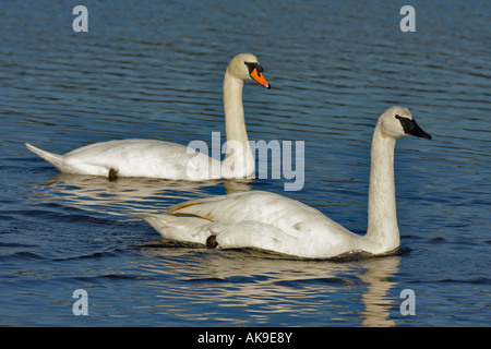 Mute swan and trumpeter swan side by side on lagoon-Victoria, British ...