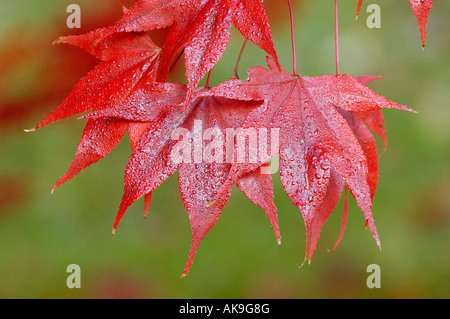 Japanese Maple Acer palmatum ssp Amoenum Stock Photo
