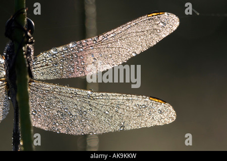 Orthetrum sabina. Slender skimmer dragonfly covered in dew drops. India Stock Photo