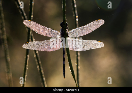 Orthetrum sabina. Slender skimmer dragonfly covered in dew drops. India Stock Photo