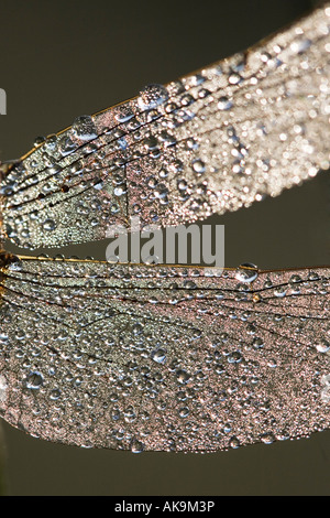 Orthetrum sabina. Slender skimmer dragonfly covered in dew drops. India Stock Photo