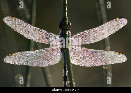 Orthetrum sabina. Slender skimmer dragonfly covered in dew drops. India Stock Photo