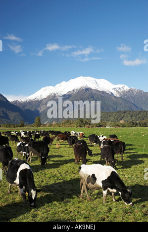 Farmland Cows and Mount Adams near Harihari West Coast South Island New ...