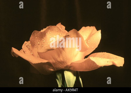 rose portrait rosa dew water drop drops petal petals flower cut out floral botanical close-up micro macro plant Stock Photo