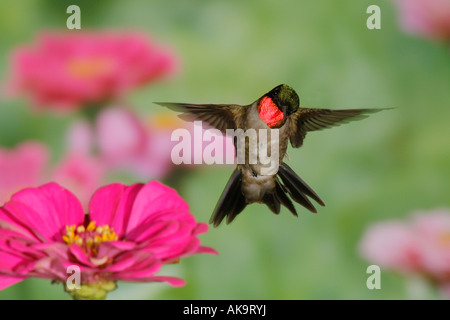 Male Ruby throated Hummingbird hovering near Zinnia Blossoms Stock Photo