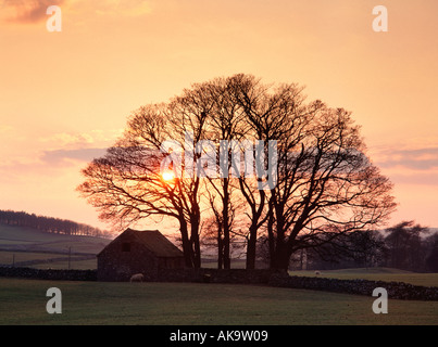 Sunset, stone barn and grove of sycamore trees near Milldale, Peak District National Park, Derbyshire, England Stock Photo