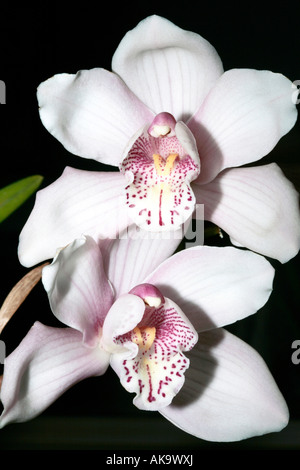 Close up of Cymbidium orchid flower showing structural details of flower centre Stock Photo