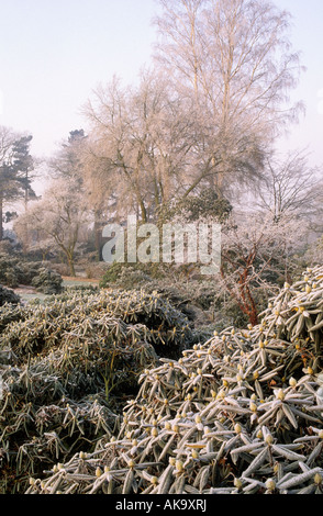 RHS Wisley Surrey woodland garden in hoar frost winter Stock Photo