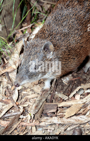 Southern Brown Bandicoot -Isoodon obesulus Stock Photo