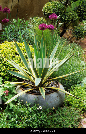 Chelsea FS 2003 Design Judith Glover Mediterranean patio garden Yucca gloriosa Variegata in container Stock Photo