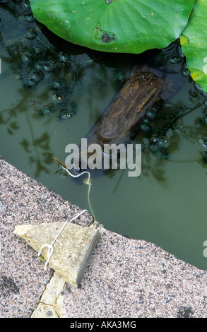 cleaning pond water of algae with straw Stock Photo