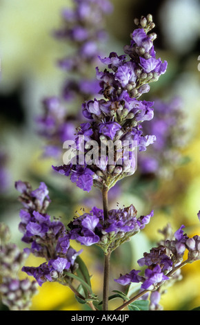 chaste tree Vitex agnus castus Stock Photo