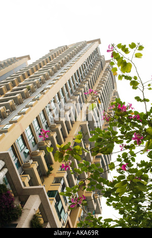 China, Guangdong Province, Guangzhou, high rise and tree in blossom Stock Photo