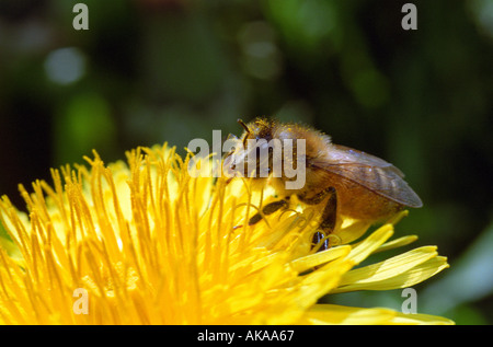 Closeup of bee on dandelion flower