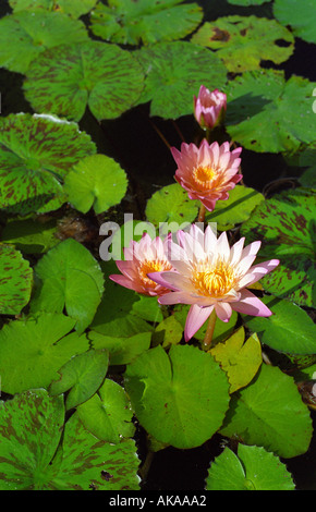 The Water Lily Stock Photo - Alamy