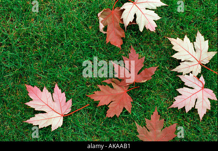 Maple leaves, green and red in the beginning of autumn with clear sky ...
