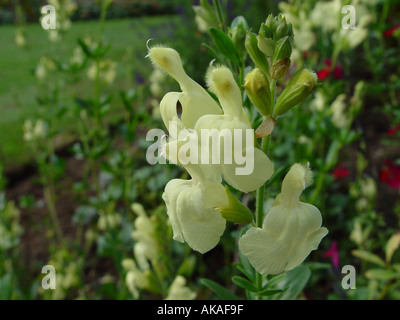 Salvia greggii Sungold Hardy perennial salvia Stock Photo