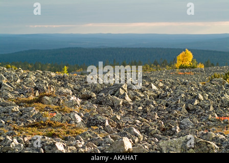 landscape with stony fell mountain with one golden birch in autumn colours in Lapland Stock Photo