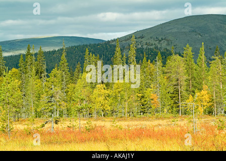 landscape with moor and forest in autumn colours in background fell mountains in Lapland in Pallas Yllästunturi nationalpark Stock Photo