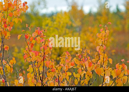 birches in autumn colours in Lapland Finland Stock Photo