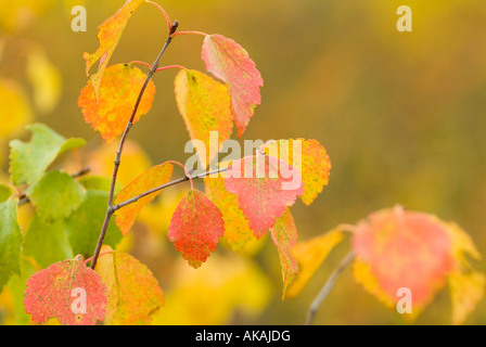 birches in autumn colours red and yellow in Lapland Stock Photo