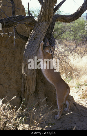 Caracal Felis caracal Scratching tree Namibia Stock Photo