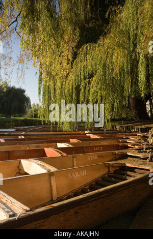 A line of named punts moored under a willow tree on the river Cam Cambridge awaiting visitors