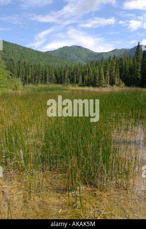 Wetlands environment Marsh boreal forest plants Liard River Hotsprings Provincial Park Alaska Highway ALCAN Al Can British Colum Stock Photo