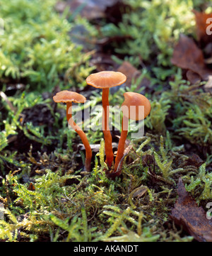 Deceiver laccaria laccata fungi. Stock Photo