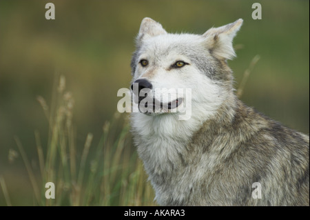 European wolf head study Stock Photo