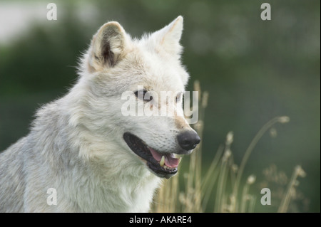 European wolf head study Stock Photo