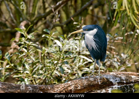 Pied Heron Ardea picata stands on a log Stock Photo