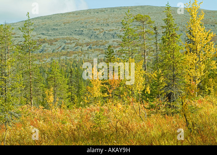 landscape with moor and forest in autumn colours in background fell mountains in Lapland in Pallas Yllästunturi nationalpark Stock Photo