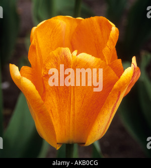 tulip Tulipa 'Orange Lion' Stock Photo