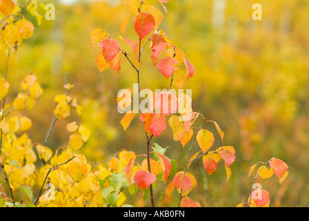 birches in autumn colours red and yellow in Lapland Stock Photo