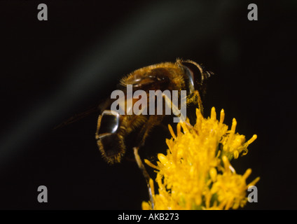Hover fly Eristalis arbustorum gathering nectar Stock Photo
