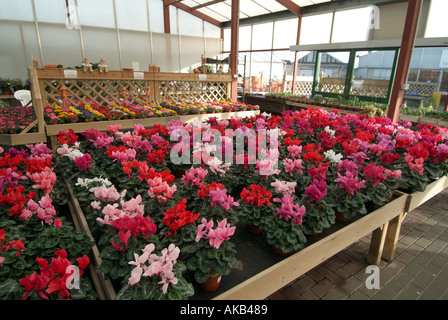 Colourful gardening display of pot grown cyclamen flowers big shopping choice plants for sale indoor garden centre business Essex England UK Stock Photo